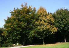 Herbst-Friedhof 013.jpg